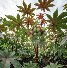 Saatgut Solitärpflanze Samen