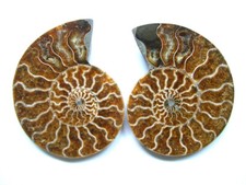 Erstklassiger, großer AMMONIT