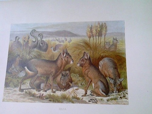 Mara chromolithographie aus - chromolithographie,