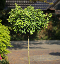 Hochstamm Kugel Feldahorn Nanum 80-100cm - Acer campestre