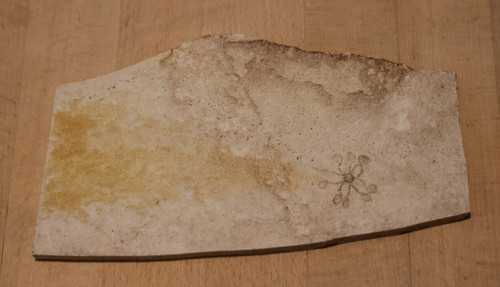 Fossil haarstern seelilie - haarstern,