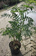 Eberesche - Vogelbeere -