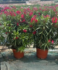 Oleander - farbe Rot - 140-160
