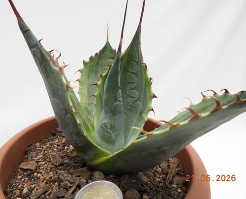 Agave parrasana marginata - agave,