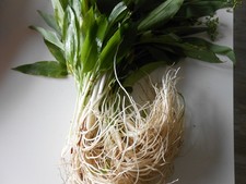 25 Frische Bärlauchzwiebeln 4-6jährige Pflanzen aus meinem Garten OHNE GRÜN