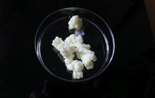 Kefirknollen für milchkefir - kefirknollen,