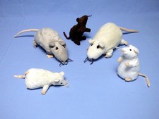 Ikea 2 Ratten und 3 Mäuse
