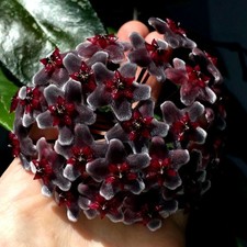 Wachsblume Hoya pubicalyx 'Red