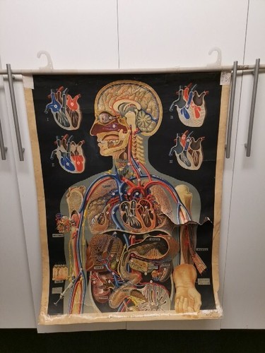 Schulwandbild der praktische - der,
