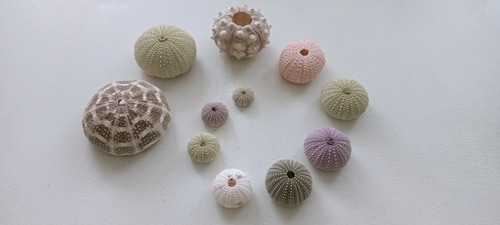 Schöne bunte seeigel zum - 11,