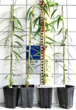 Salix alba "Tristis"   -  die  Trauerweide,  Hängeweide