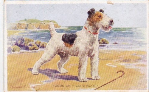 Postkarte foxterrier - postkarte, *