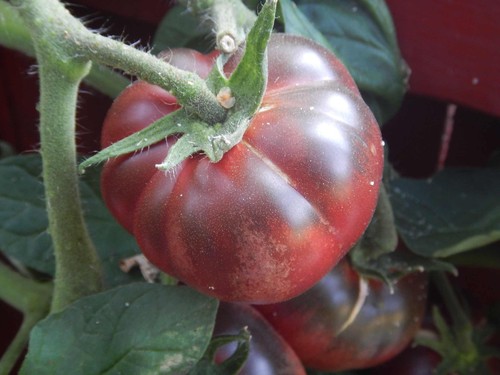 Purple calabash schwarze - purple,
