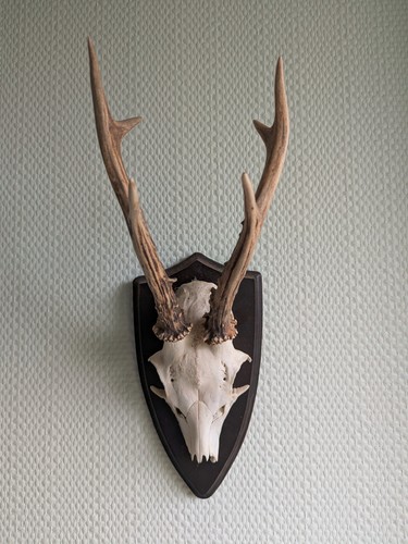 Rehgeweih trophäe rehbock - trophäe,