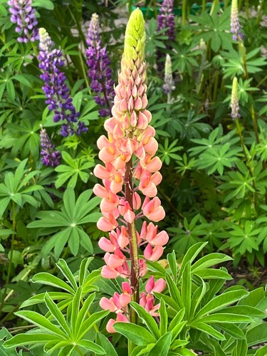 100 blumen lupinen samen - x,