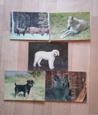 DDR Tierkarten Postkarten