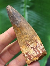 7,8 cm breiter Zahn des Spinosaurus - Dinosaurier Fossil Zahn