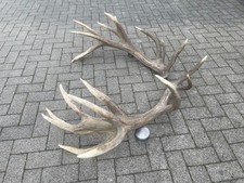 ABWURFSTANGEN Rothirsch DEKO