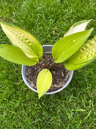 Funkien hosta ableger - hosta,
