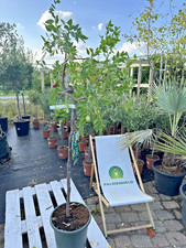 Ziziphus jujuba 170cm Jujube Chinesische Dattel Azufaijo Dattelpflaume Pflanze