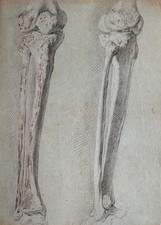 Knochen Bein Akademische