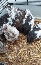 Bruteier von Getupften