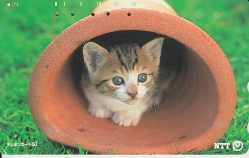 Japan katze - ,