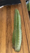 Rippiger san pedro kaktus - 8,