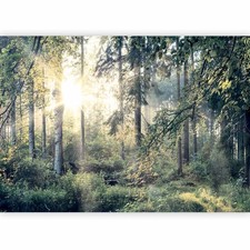 NATUR LANDSCHAFT WALD BAUM