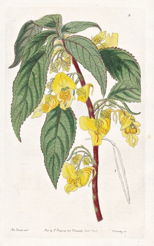 Impatiens tricornis india - impatiens,