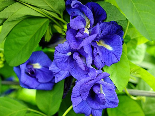 Gefüllte blaue