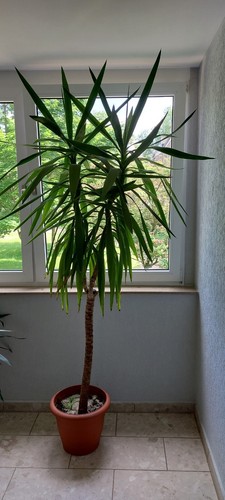 Schöne yucca palme - palme, ca.