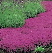 Samen Von Thymian Schleich Teppich Zauber Thymus Serpyllum - Cover Blumen