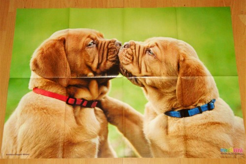 Riesen tier poster hund - ✿riesen-tier-poster,