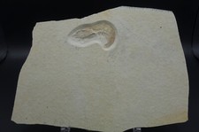 Grosser SCHWIMMKREBS Solnhofen