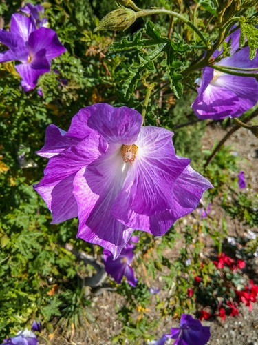 Samen exotische blüten - exotische,