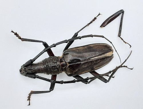 Cerambycidae hoplocerambyx - cerambycidae,,