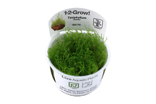Taxiphyllum barbieri - InVitro Javamoos Aquarium Moos 1-2-Grow Tropica 003 TC