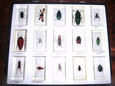 Mini Biester Sammlung von