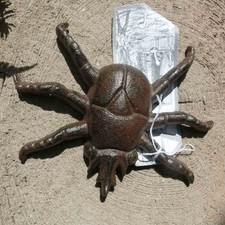 Insekt Rosenkäfer Gusseisen