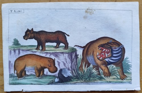Flußpferd hippo wilhelm - flußpferd,