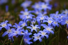 Frühlingsstern blau Triteleja