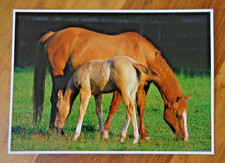 alte Postkarte Motivkarte