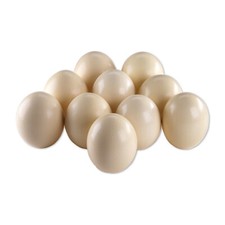 10 St. Strausseneier Straussenei Afrika Strauss Ei Deko creme Ostern