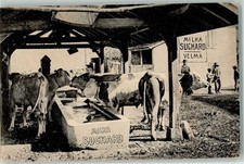 10677557 - Nr. 8 Kuehe an der