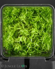 Lebendes Sphagnum (Torfmoos) | winterhart Moor Terrarium Carnivoren Heimchendose