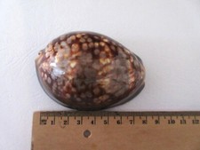 TOP !  Cypraea  mauritania  - cowrie -  traumhaft schönes perfektes  Exemplar !