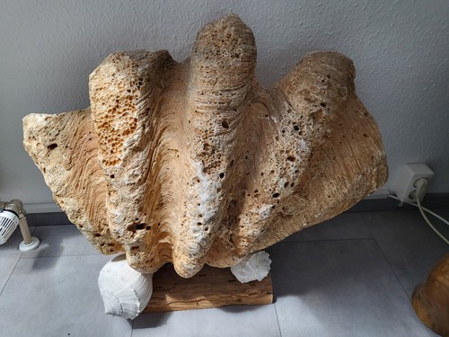 Versteinerte fossile