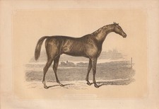 Rennpferd Pferd Pferdesport