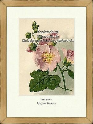 Einfache stockrose stockmalve - einfache,